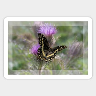 Swallowtail Butterfly on Thistle Sticker